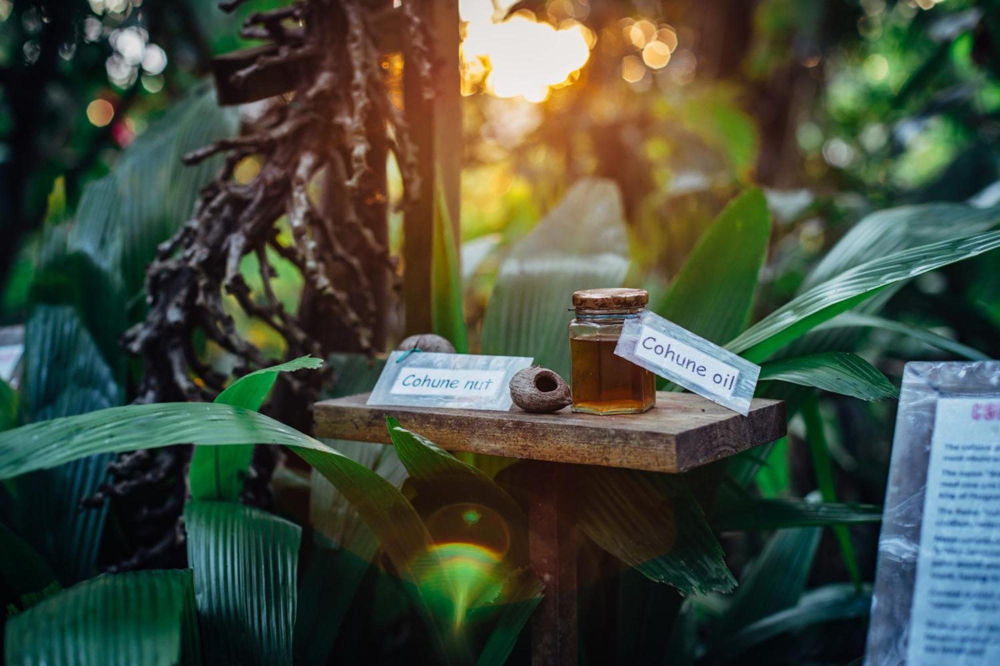 Ian Anderson Caves Branch Jungle Lodge Belmopan Exterior foto